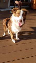 Border Collie LUCY