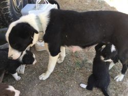 Border collie puppies for sell 500