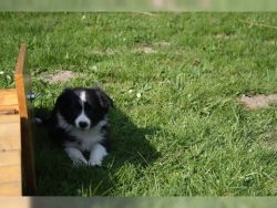 Border collie puppies for new homes