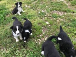 Registered Border Collie Male and female
