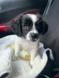 11 week old Border collie/chihuahua mix- female