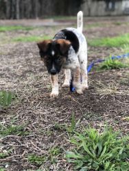 Looking to sell puppy