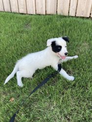 Purebred Border Collie Puppy for Sale!