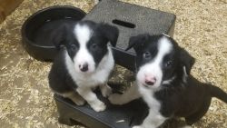 Border Collies Puppies for Sale