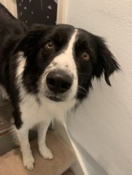 Border Collie For Sale