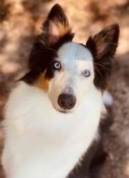 Beautiful Young Collie/Aussie Mix Available