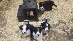 Border Collie Pups for Sale