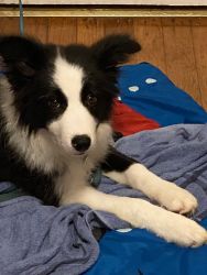 AKC Border Collie for sale