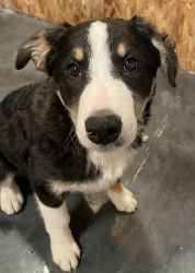 ABCA Registered Border Collie Pup