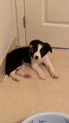 A lovely 8 month border collie, neutered and vaccinated!