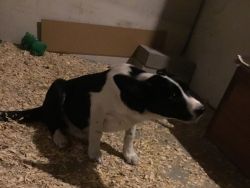 Border collie puppy for sale