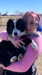 Border collie 7 month not spayed