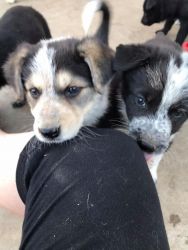 Shollies Puppies for sale in Porterville, CA.