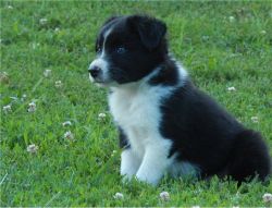 High schooled Border Collie with a heart of gold