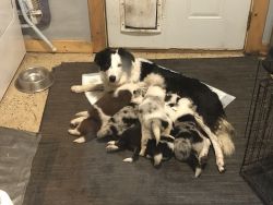 Border Collie puppies for Sale