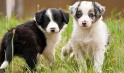 Adorable Border Collie Puppies for sale