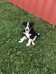Patches- Male Border Collie