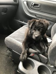 Selling my Mixed Border Collie