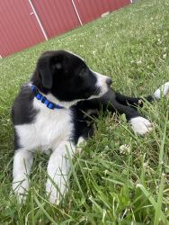 Lucy- Border Collie Puppy