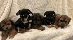 Border Terrier Mix Puppies