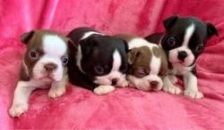 Quality Boston Terrier Puppie For Sale