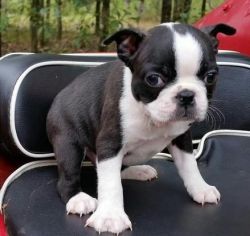 Akc Boston Terrier Puppies For Sale