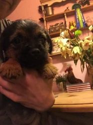 Border Terrier Puppies, Akc Registered