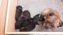 Awesome Male/f Border Terrier Puppies.