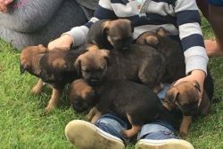 Registered Border Terrier Puppies