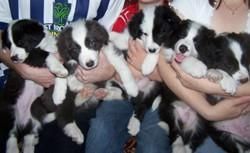 Border Collie Pups For Adoption-xmas Collies