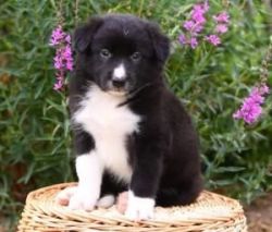 We Have 2 Gorgeous Border Collie Puppies