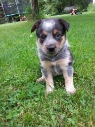 12 Week Old Border Heeler Puppy For Sale