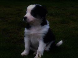 Beautiful Border Collie Pups For Sale