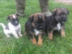 Kc Registered Border Terrier Pups