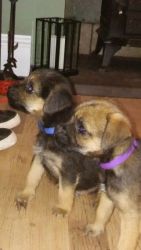 Border Terrier Pups For Sale