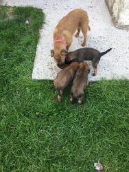 Adorable Kc Reg Border Terrier Pups For Sale