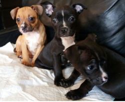Boston Terrier X Frenchi Pups For Adoption