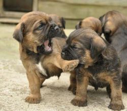 Adorable Kc Reg Border Terrier Pups For Sale