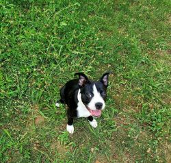 Boston Terrier for sale