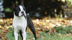 Boston Terrier For Sale - Central Park Puppies