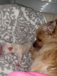 2 day old Border Terrier puppies for sale