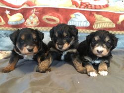 Adorable friendly Tri-colored Mini Borderdoodle puppies