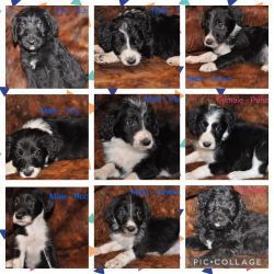 Adorable puppies available