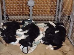 Borderdoodle puppies (border collie x standard poodle)