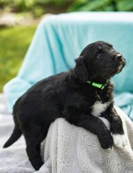 Bordoodle Puppies Available (2)