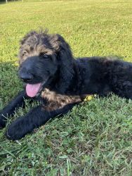 Bordoodle Puppies Available Now!