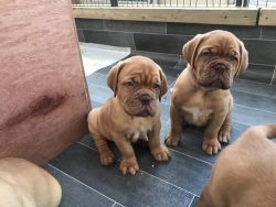 5 beautiful chunky Dogue de Bordeaux puppies for adoption
