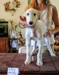 Borzoi little girls and boys are ready for their new homes