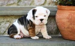 Beautiful French Bulldog Puppies For Adoption