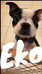 Eko the boston terrier